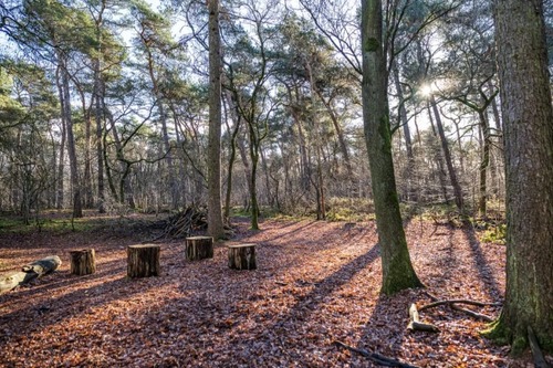 Samen het bos in en werken aan je doelen